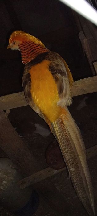 Fazan auriu pe galben