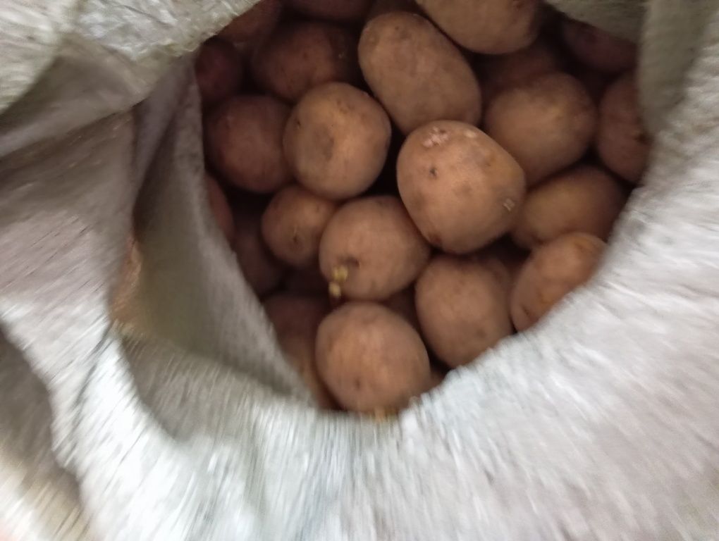 Продам семянную картошку