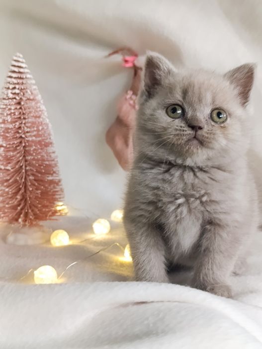 Pui fetiță British Shorthair ORADEA