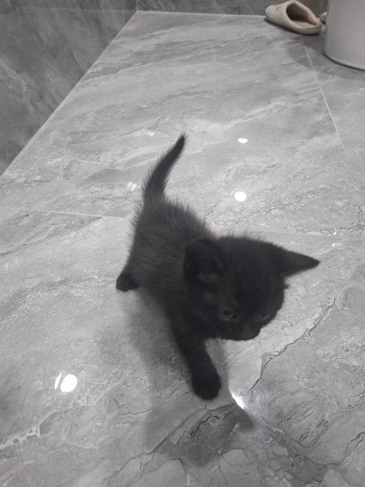 продаются котята