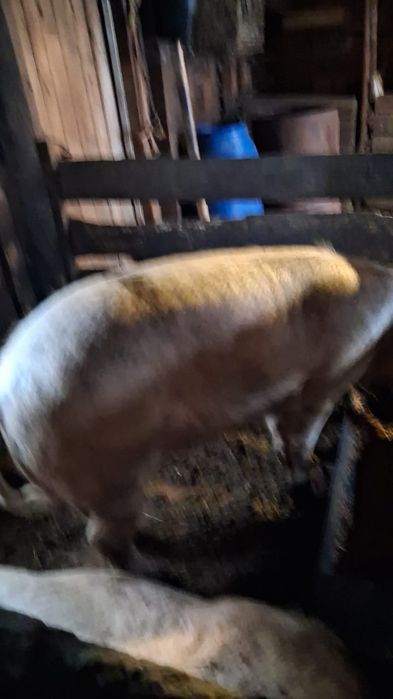 Продам кабана возраст один год