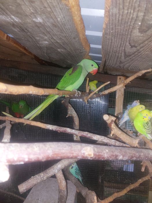 Papagali Pui Marele Alexander