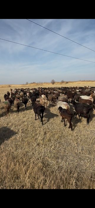 Саулык койлар сатылады1,2,3 туган