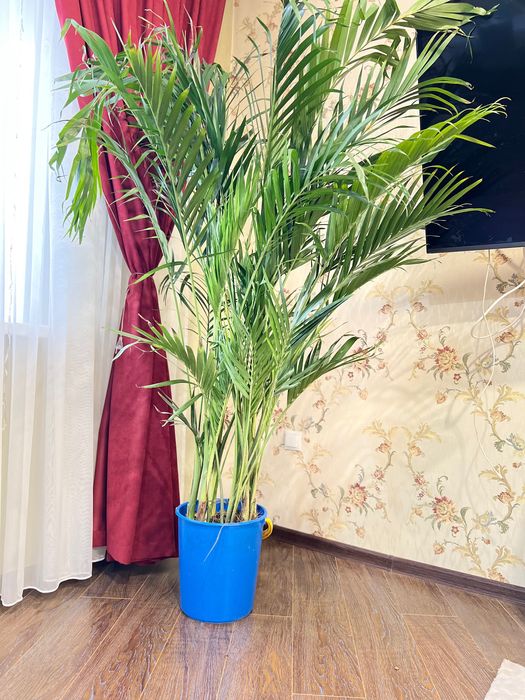 Пальма Хризалидокарпус 1,8 м.