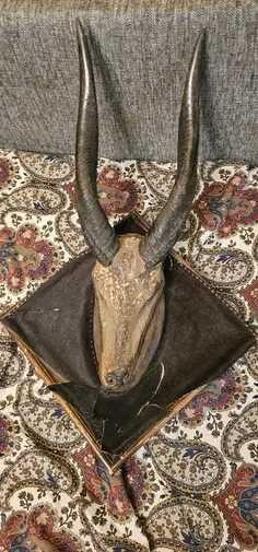trofeu coarne antilopa africana