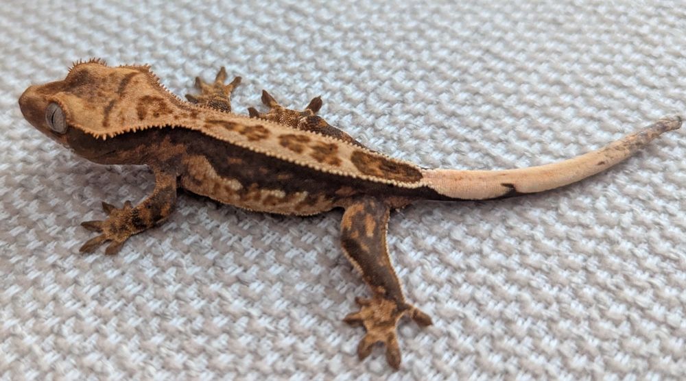 Ресничест Гекон/Correlophus ciliatus/Crested gecko