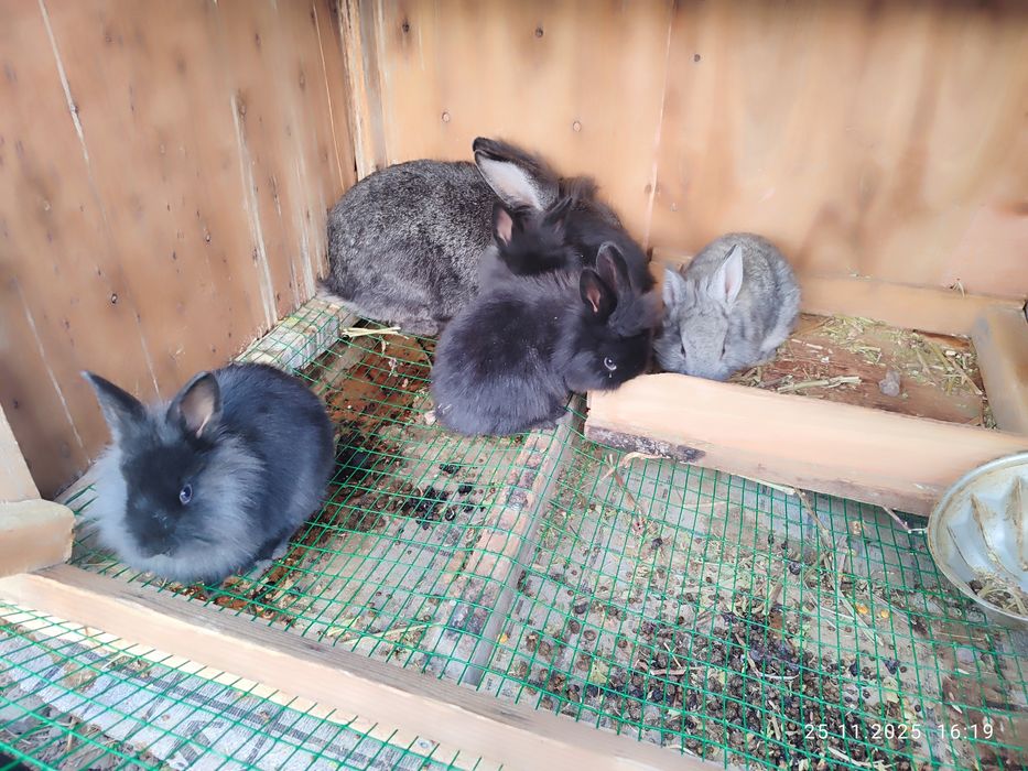 Ona bola quyonla sotiladi