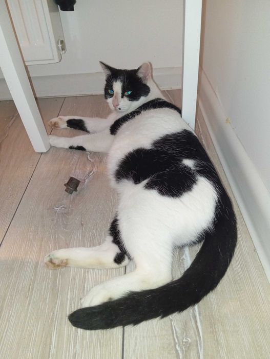 Cadou gratis Mos Nicolae/Craciun pisica 1 an sterilizata