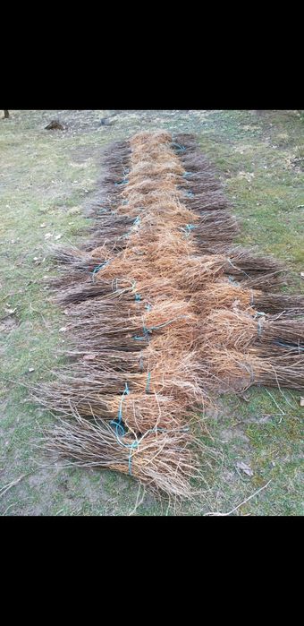 puieți fag carpen mesteacăn   prindere suta la suta