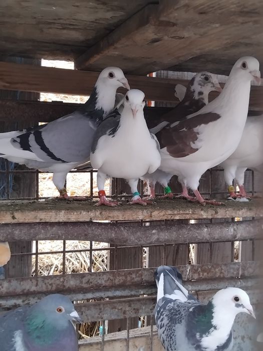 Porumbei voiajori frumoși