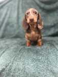 Catel teckel cu Pedigree FCi