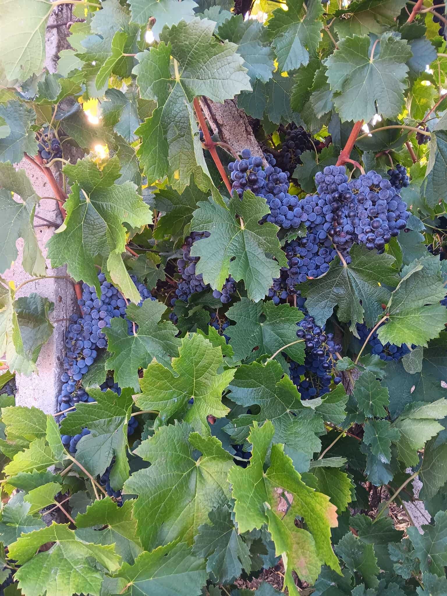 Продавам Грозде Мерло