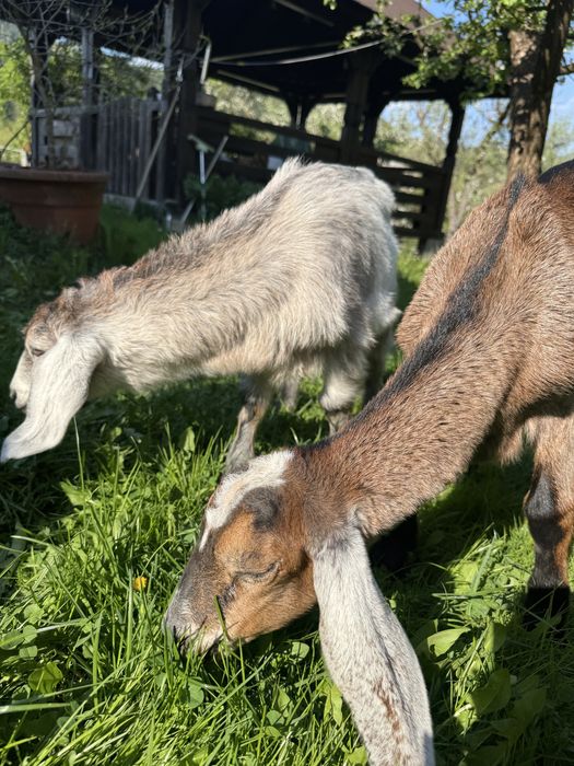 Țapi anglonubiebi, cauți genetic 1,5 luni.