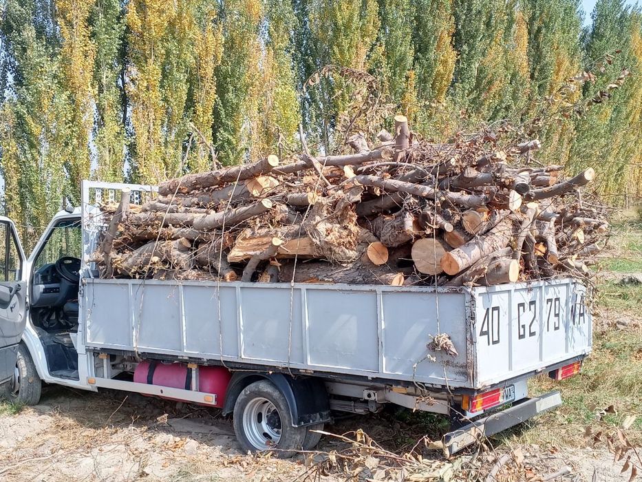 Олма гилос урик Шох ғула томир бор сотилади