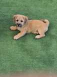 Ofer spre adoptie