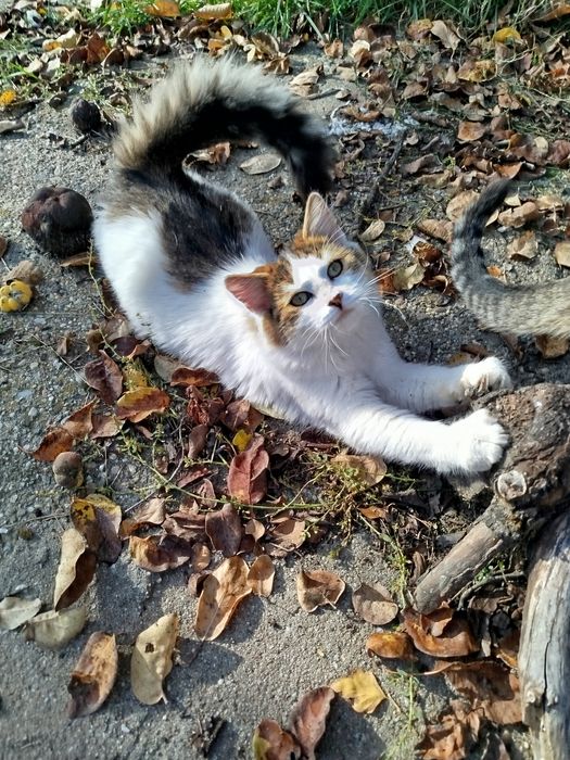 Pisicuța de 6 luni foarte frumoasa spre adopție