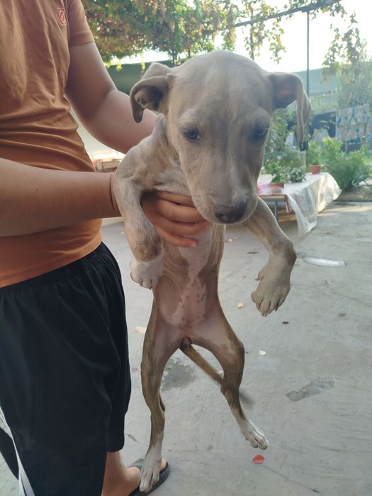 Toza it pid bul narx 300.000 ming kelshamiz qiz bola