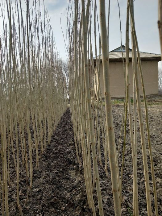 Terak koʻchatlarimiz sotuvga chiqadi 2 yoshli koʻchatlar