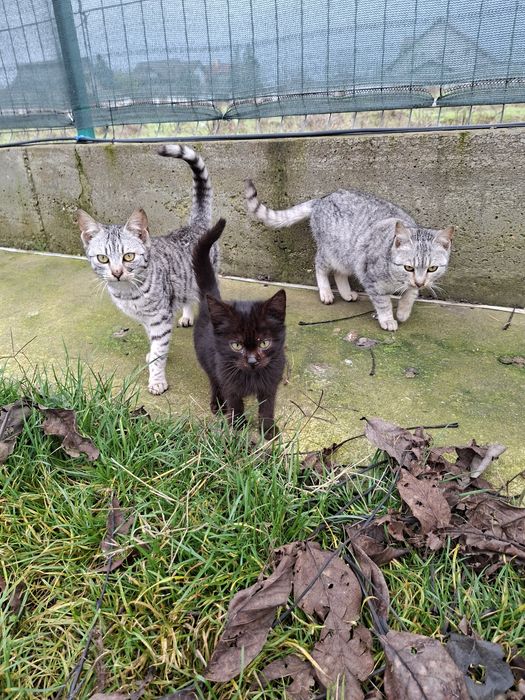 Donez pisici mici si mari, motani si femele