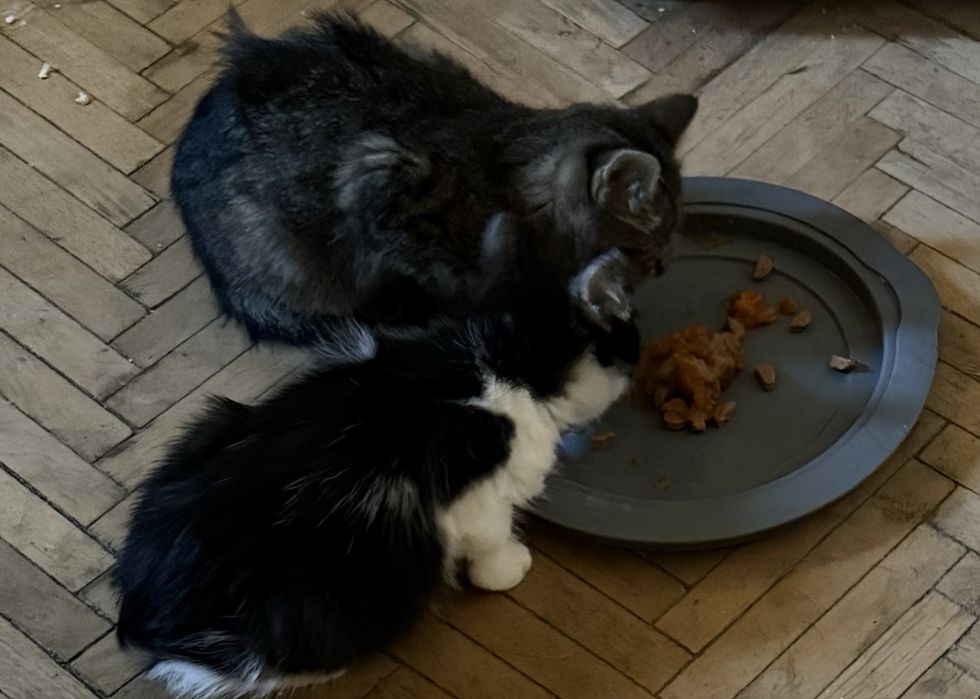 Donez doi motani frati donez iubitorilor de feline