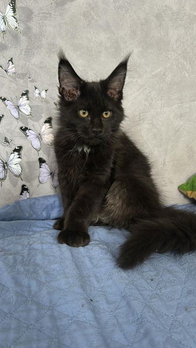 Мейн Кун полидакт