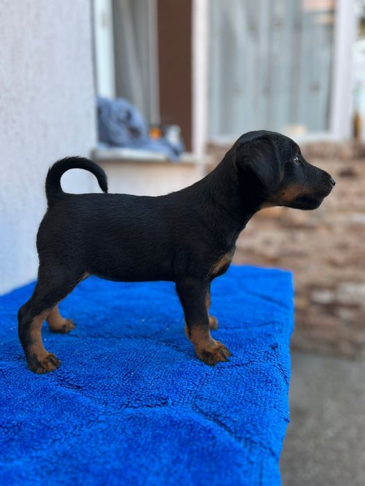 Jagdterrier jagd-terrier