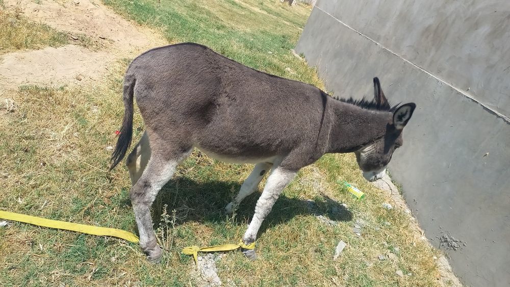 Осел продается !!