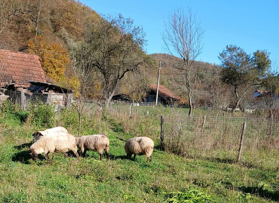 Vand 6 oi Suffolk gestante