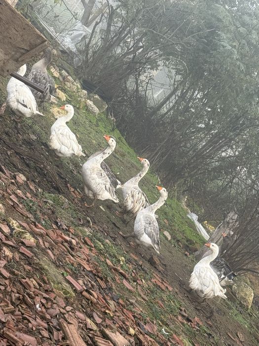 гъски продават се