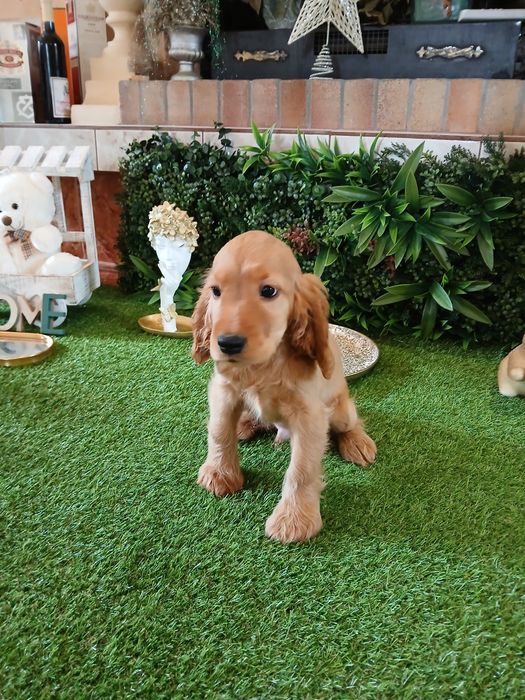 Cocker Spaniel 2 luni sănătos și jucăuș