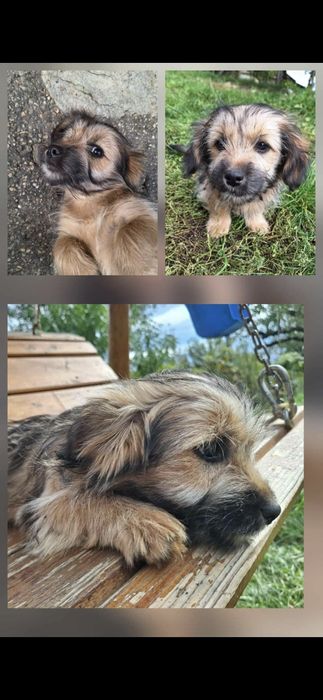 Donez doua cateluse talie mica