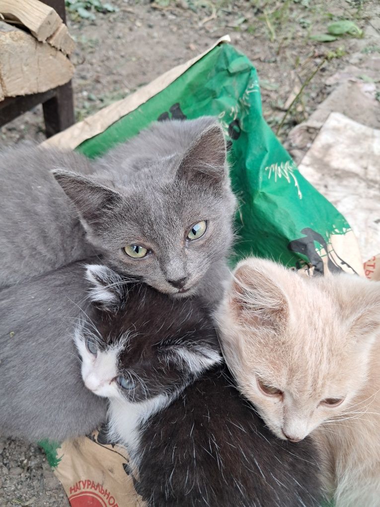Котята привезем.