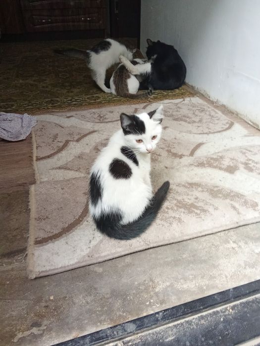 Отдам в хорошие руки