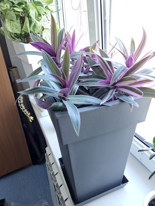 Продам цветы РЭО (розовый и жёлтый), сенсевиерии, драцену вариегатную.