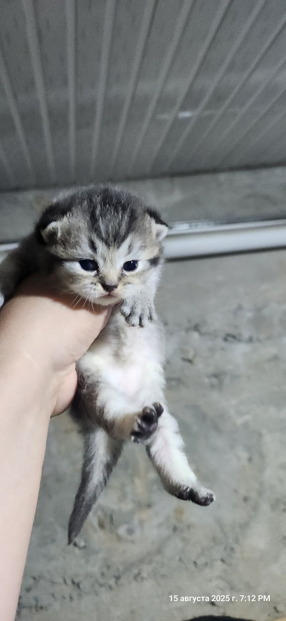 Продам котят фолд и котят страйт