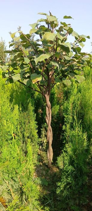 Магнолия гландифлора италянский