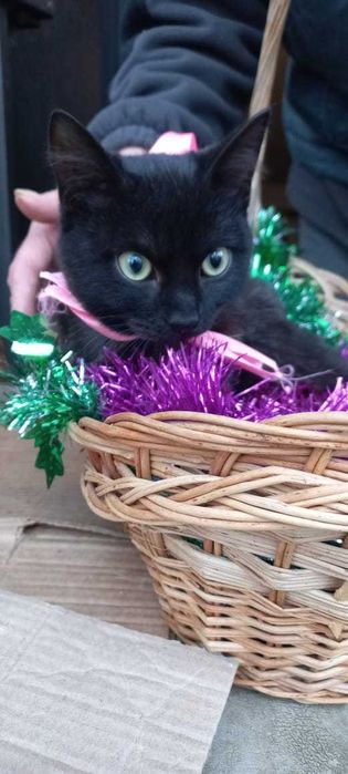 Котенок девочка 3 месяца