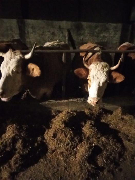 Vand 9  Vaci gestante