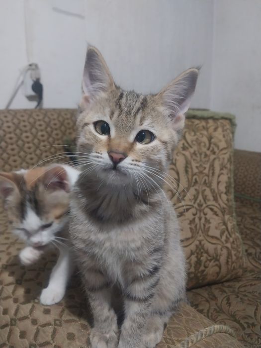 котята 3мес , 2 девочки,  и 1 мальчикобработанные от блох и паразитов