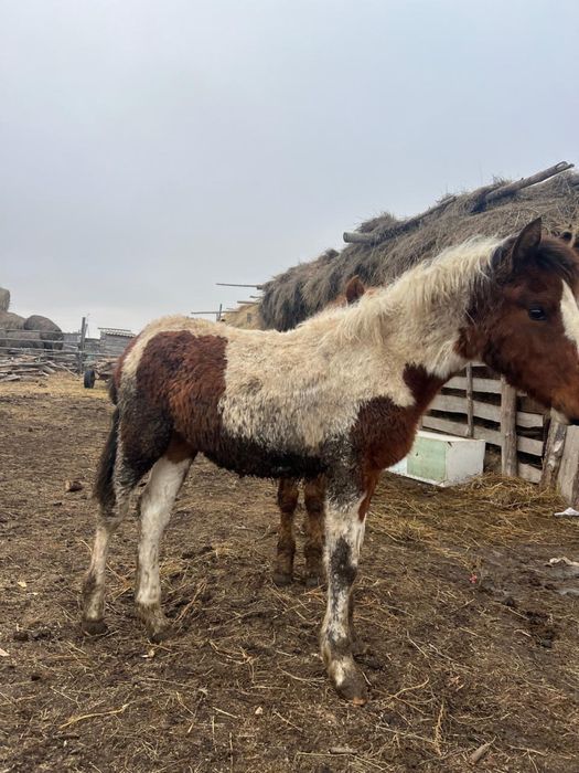 Жабағы сатылады 250 мын, или обмен на половину кунан, байтал. С Сауле