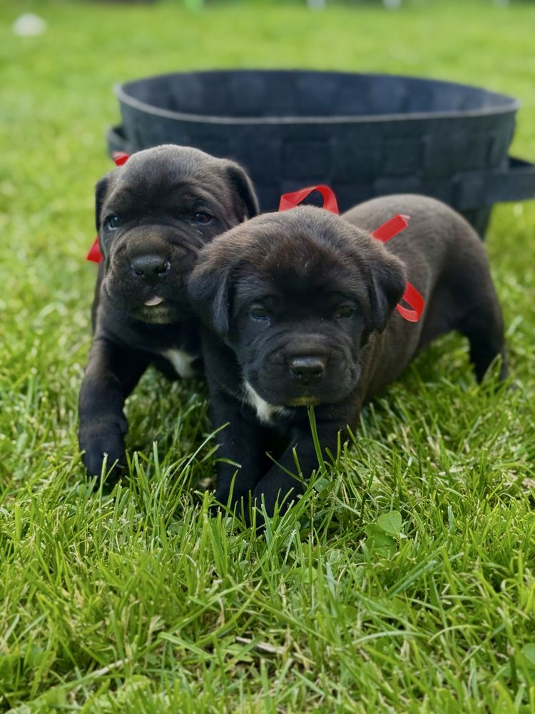 Кане корсо чистокръвни бебета cane corso italiano