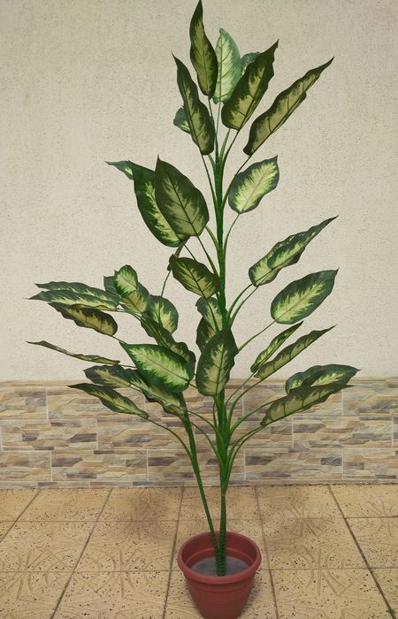 Plante ornamentale | Dracaena | Ficus