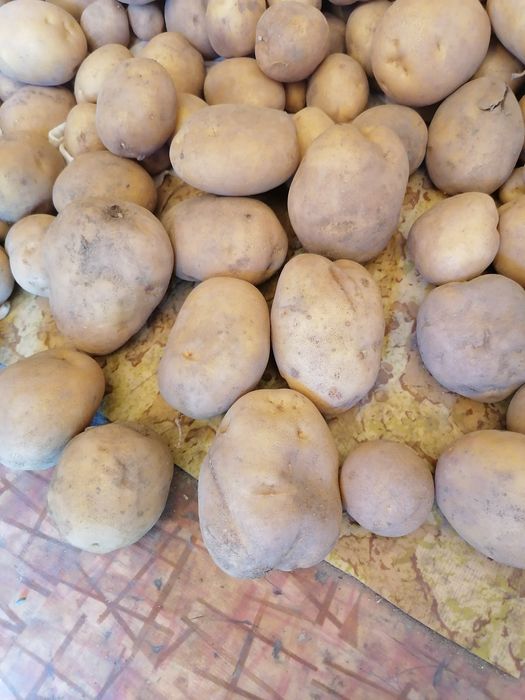 Промоция Продавам картофи бързо се варящи жълти от много години сорта