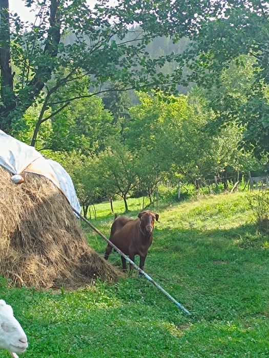 Vând țap murciano granadia in vârstă de 4 ani