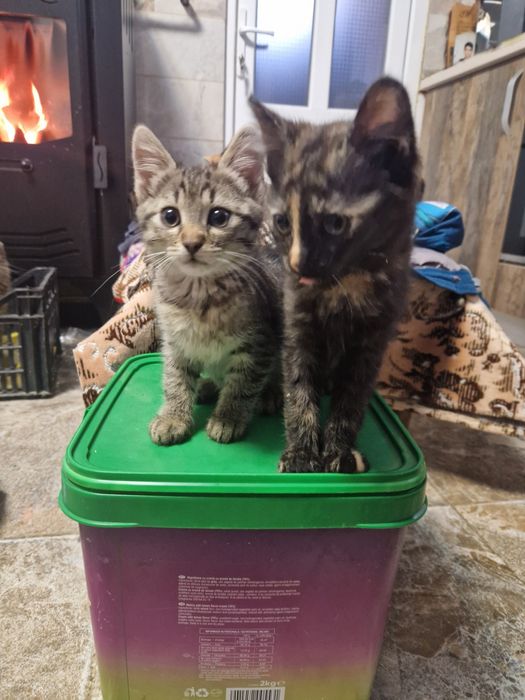 Donez doua pisicute. Au in jur de 4 luni