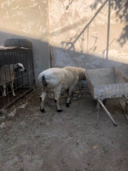 Қўчқор қарақулоқ