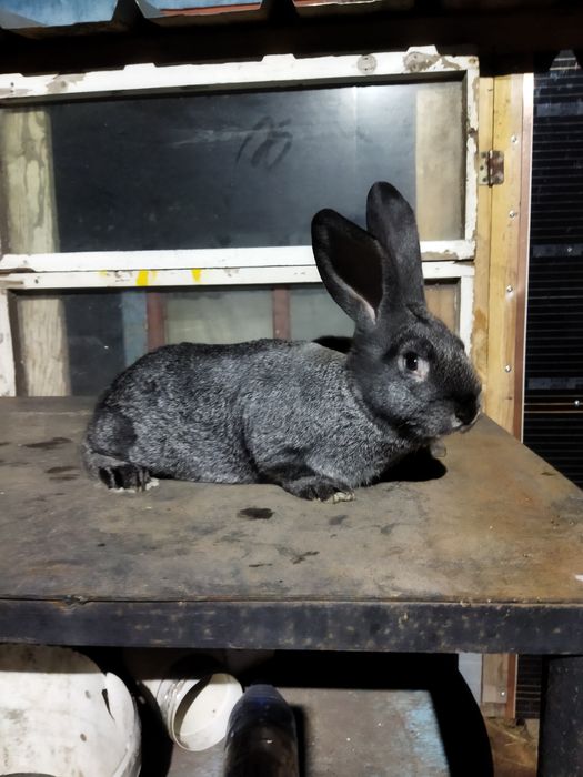 Продам кролика,крольчиха