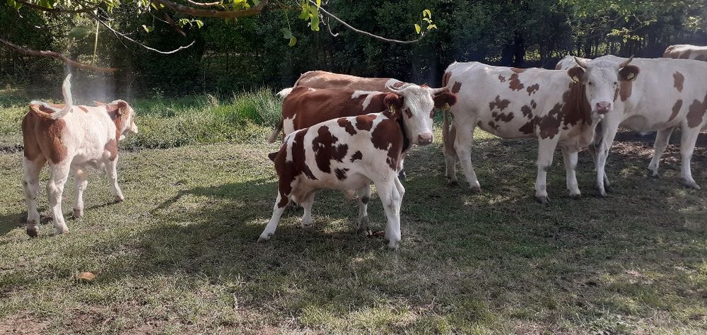 Vaci Tăurași Juninci de vînzare la pachet