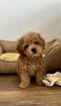 Maltipoo (pudel-bichon)