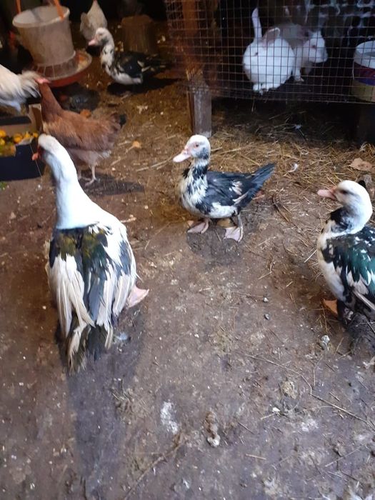 Продам домашних индоуток.